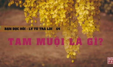 Tam Muội Là Gì?