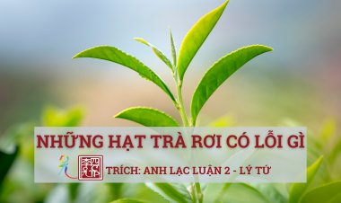 Những Hạt Trà Rơi… Có Lỗi Gì?