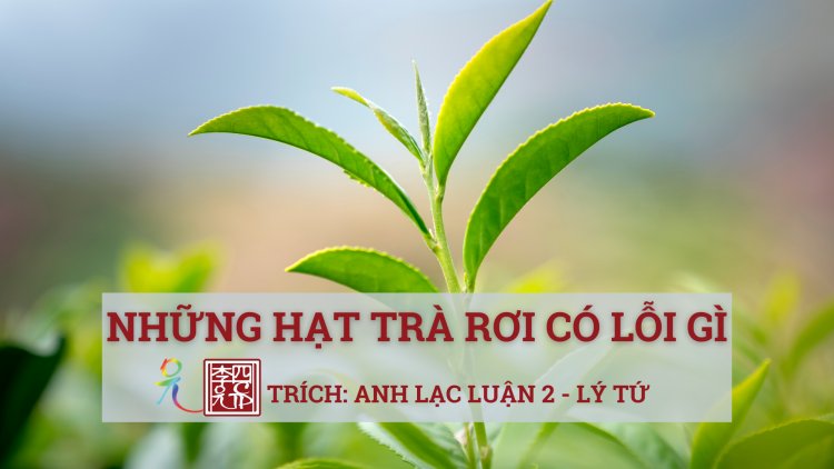 Những Hạt Trà Rơi… Có Lỗi Gì?