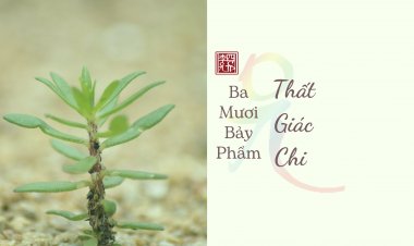 Ba Mươi Bảy Phẩm – Thất Giác Chi