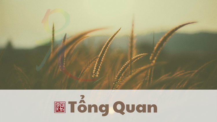 Tổng Quan