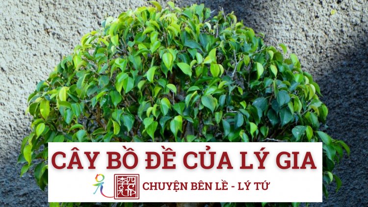 Cây Bồ Đề Của Lý Gia