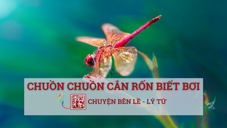 Chuồn Chuồn Cắn Rốn Biết Bơi