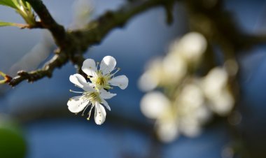 Khai Bút Năm Canh Tý 2020