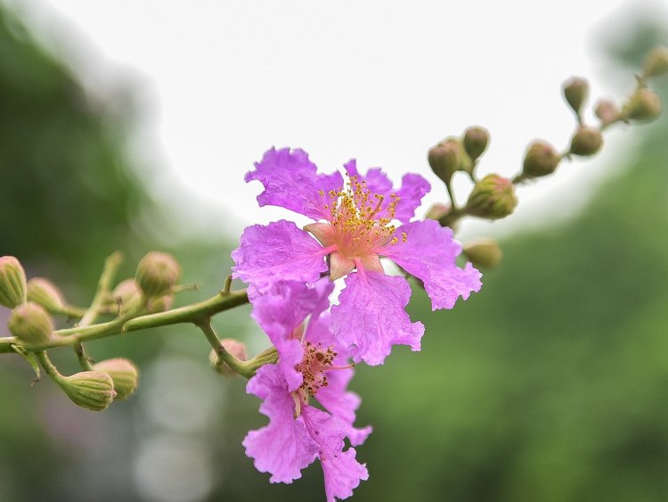 Bốn Pháp Giới !!!