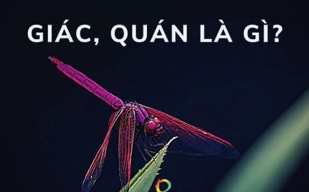 Giác, Quán Là Gì