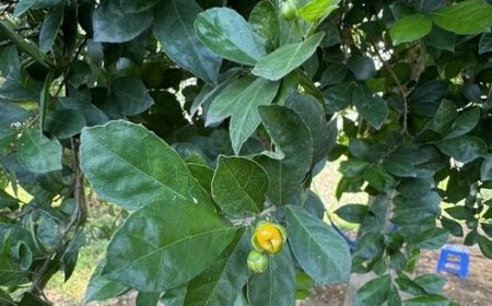 Sự Khác Nhau Giữa Tứ Đạo Và Tứ Quả !!!