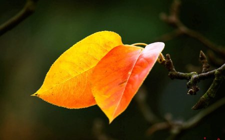 Quả Vị Li Thân Trong Phật Đạo !!!