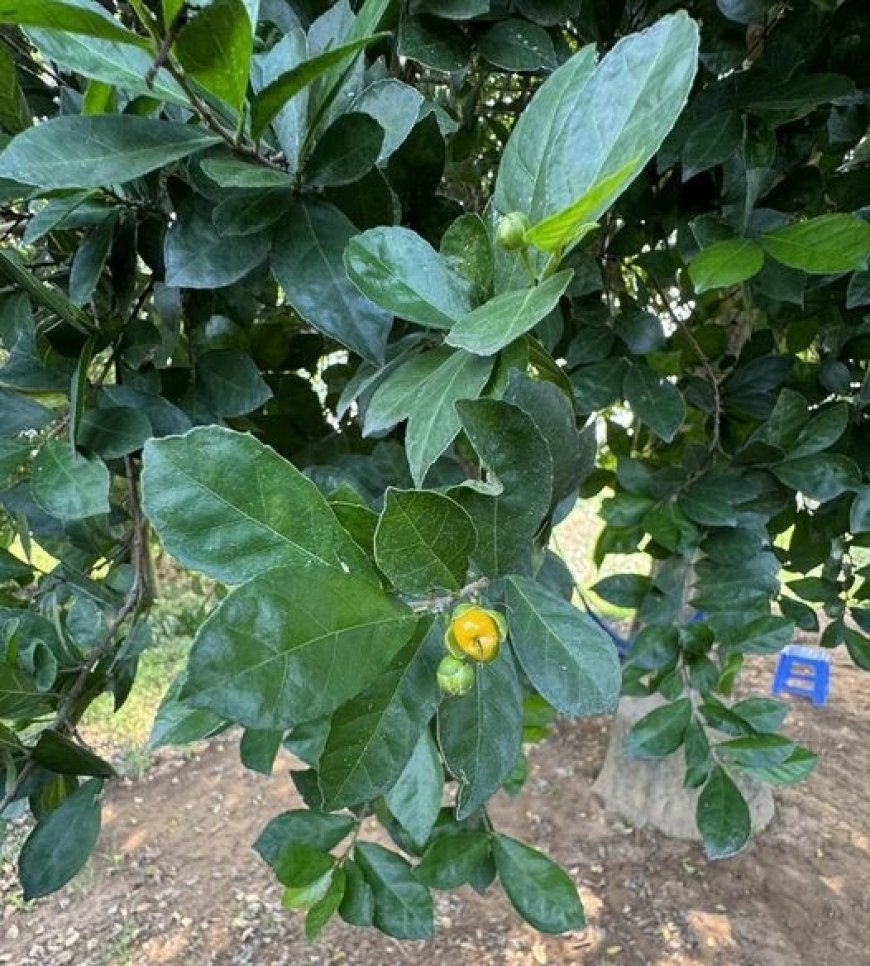 Sự Khác Nhau Giữa Tứ Đạo Và Tứ Quả !!!