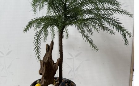 Làm Thế Nào Để Tìm Ra Tinh Yếu Của Phật Đạo Từ Kinh Điển ???