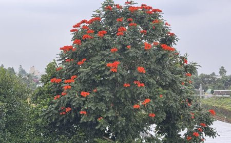 Tây Phương Cực Lạc Là Có Hay Không ???