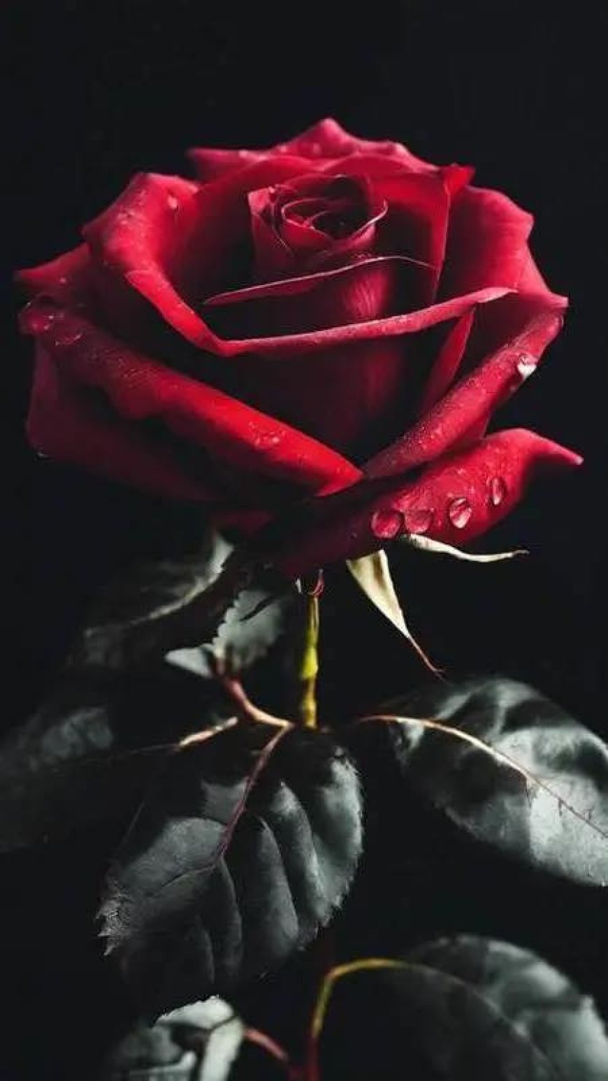 Tin Muộn Trong Ngày !!!