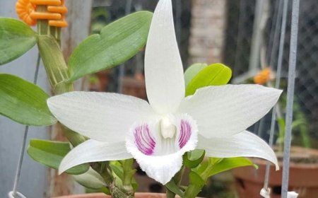 Lần Giở Trước Đèn