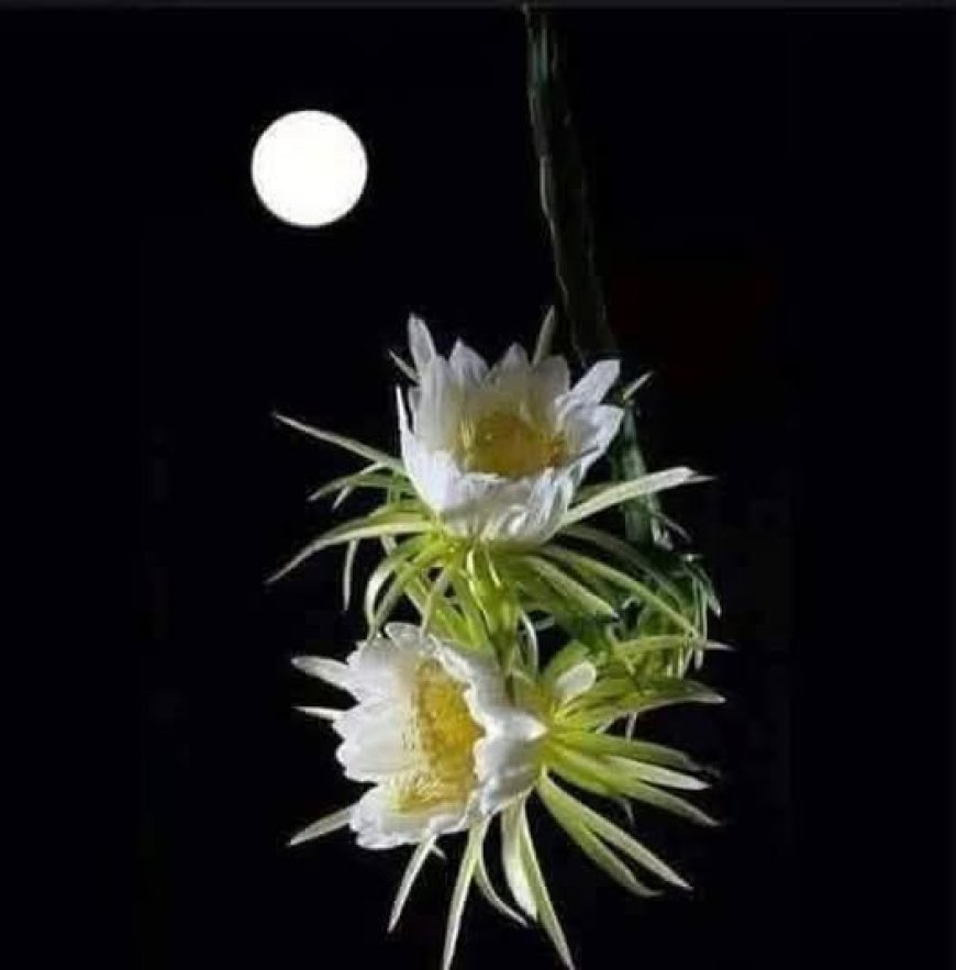 Dấu Hiệu Nhận Ra Đại Tử !!!