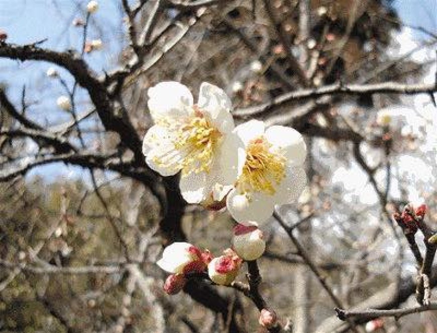 Đình Tiền Tạc Dạ Nhất Chi Mai