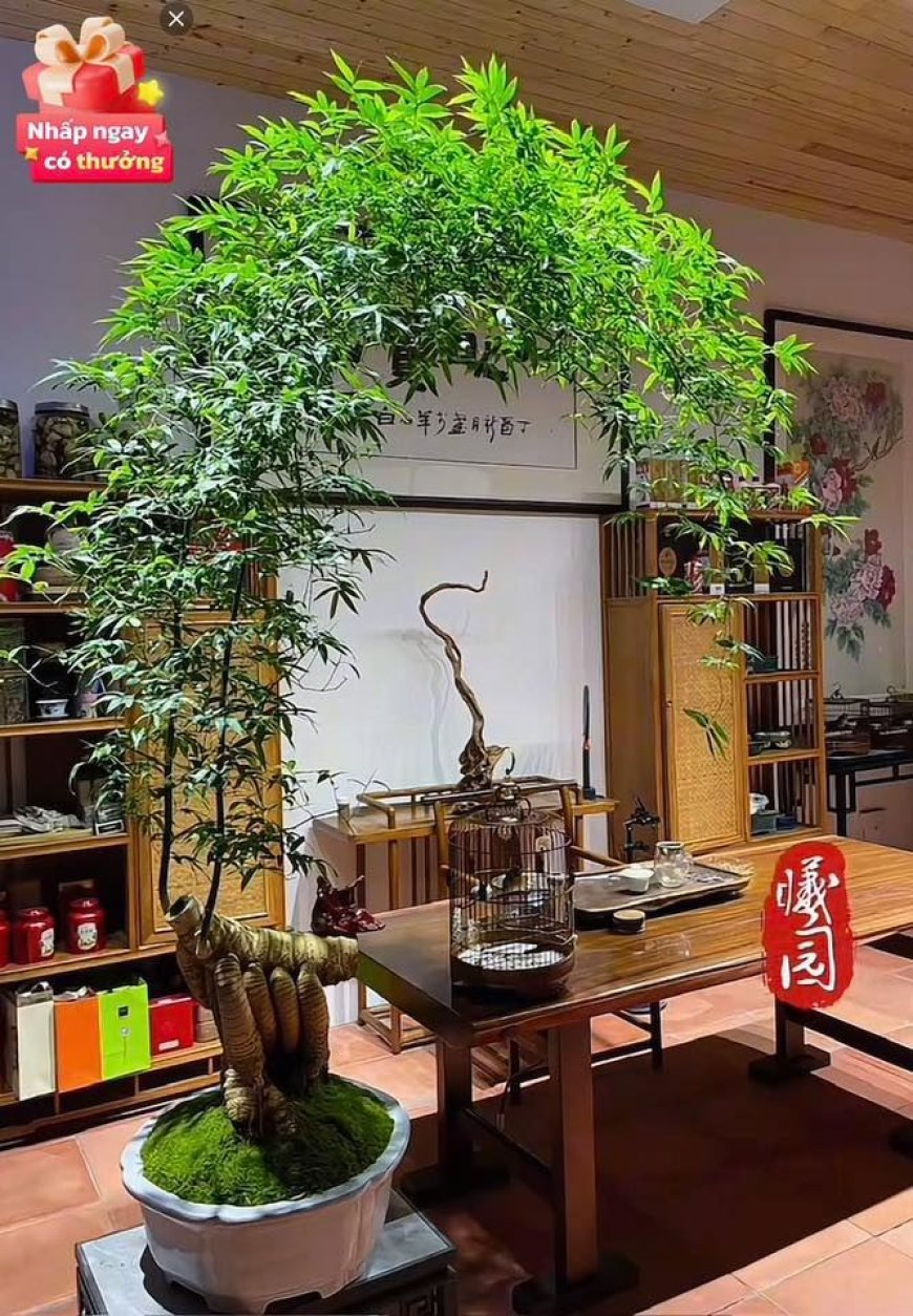 Con Tàu Giải Thoát !!!