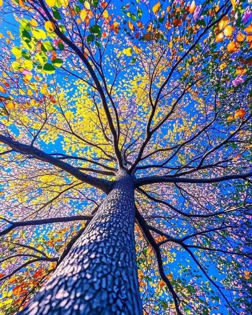 Kinh Sa Môn Quả (Sāmaññaphala Sutta) !!!