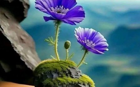 Tâm Tình Đêm Muộn !!!