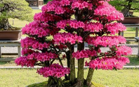 Thư Của Thầy Trí Đức Gởi Học Giả Chân Thiền !!!