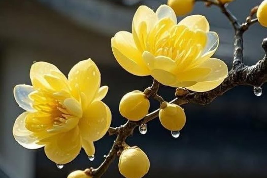 Ngọn Đèn Đêm Giáng Sinh !!!
