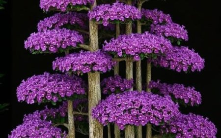 Tiểu Luận: Phân Tích và Phản Biện Hệ Thống Tư Tưởng Trong Tác Phẩm Phật Giáo Và Thiền - Một Đối Thoại Học Thuật về Đế, Tập, Ba Thừa và Thiền !!!