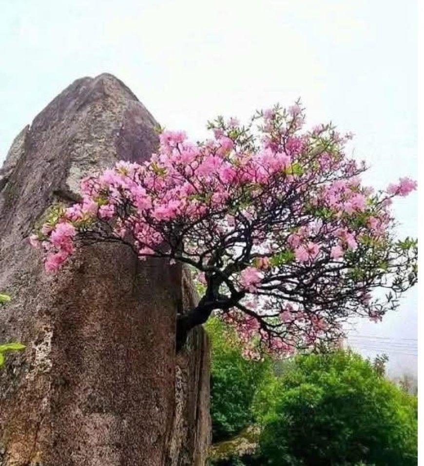 Phản Hồi Từ Bạn Đọc Chánh Nhẫn !!!