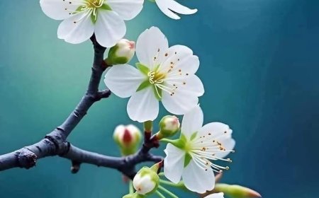 Chào Mừng Năm Mới Bính Ngọ - 2026 !!!