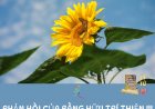 Phản Hồi Của Bằng Hữu Trí Thiện !!!
