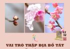 Vai Trò Thập Địa Bồ Tát Trong Thế Giới Hoa Tạng!!!