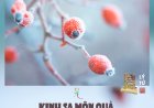 Kinh Sa Môn Quả (Sāmaññaphala Sutta) !!!
