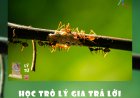 Học Trò Lý Gia Trả Lời Thư Bạn Đọc Ngã Hành !!!