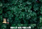 HĐ Lý Gia Trả Lời Phản Biện Bạn Đọc Ngã Hành (1) !!!