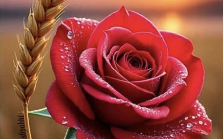 Phản Hồi 108 Câu Hỏi Của Hành Giả Huyền Vân !!!