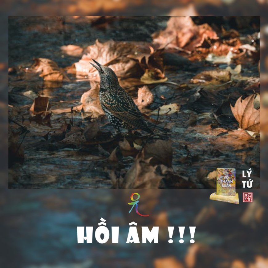 Hồi Âm !!!