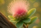 Quan Kì Đệ Tử Tri Kì Sư !!!