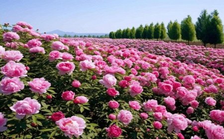 Phản Hồi Của Hành Giả Pháp Quang !!!