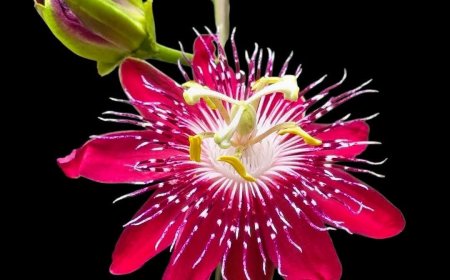 Khác Biệt Giữa Giáo Tông Và Tâm Tông !!!