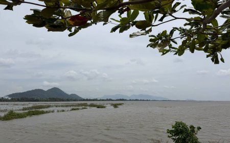 Không Tiêu Hóa Chánh Pháp Có Thuộc Tạp Thực !!!
