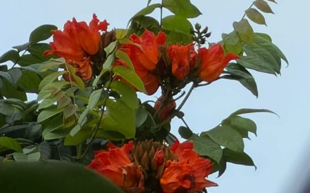 Mối Liên Hệ Giữa Tứ Đế và Tứ Niệm Xứ !!!