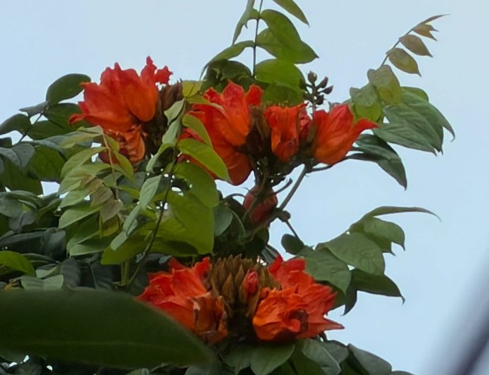 Mối Liên Hệ Giữa Tứ Đế và Tứ Niệm Xứ !!!